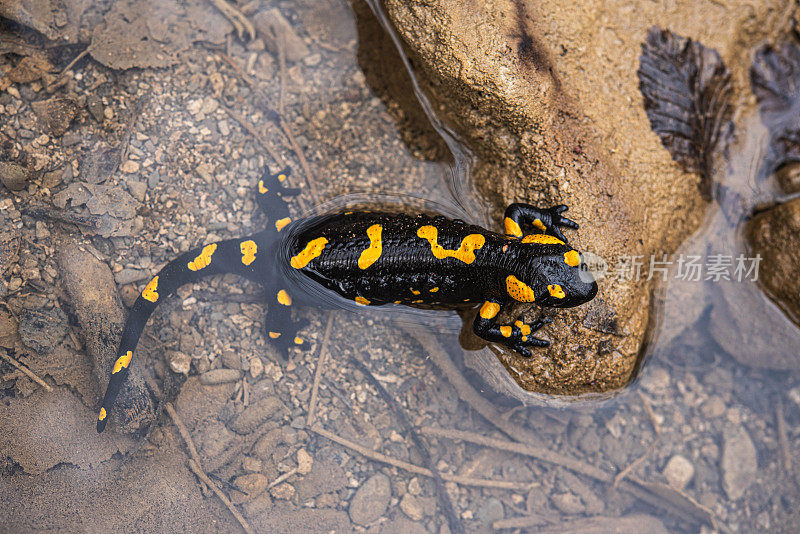 溪中岩石上火蝾螈(Salamandra Salamandra)的高角度视图